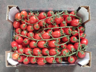 Foto Pomodori Pixel Origine Italia Lavorazione in Cartone  Marchio Nove  3