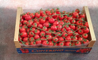 Foto Pomodoro Pixel Origine Italia Marchio Contrino 1