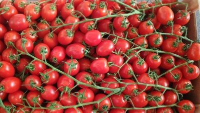 Foto Pomodoro Pixel Origine Italia Marchio Contrino 2
