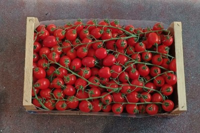 Foto Pomodoro Pixel Origine Italia Marchio Contrino 3