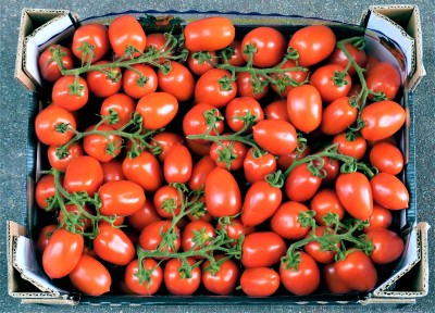 Foto Pomodoro Pixel Origine Italia Marchio 'Sicilias' 2