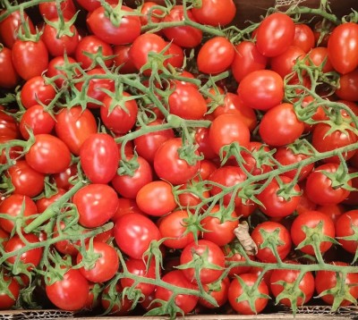 Foto Pomodoro Pixel Origine Italia Marchio Verde Sud  2