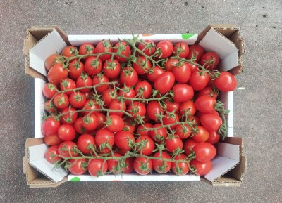 Foto Pomodoro Pixel Origine Italia Marchio Naturosa 3