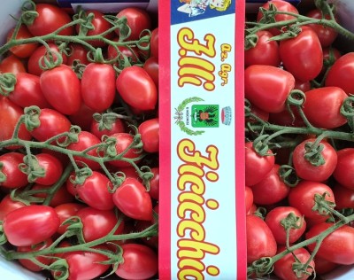 Foto Pomodoro Pixel Origine Italia Marchio Ficicchia  2