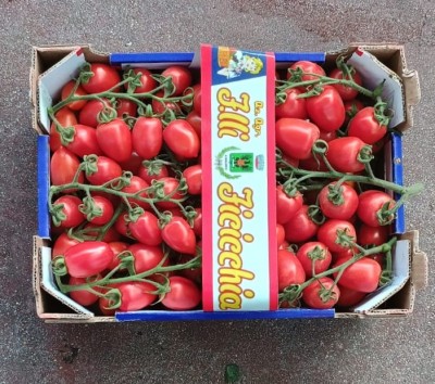 Foto Pomodoro Pixel Origine Italia Marchio Ficicchia  3