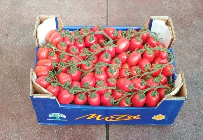 Foto Pomodoro Pixel Origine Italia Marchio M tre  1
