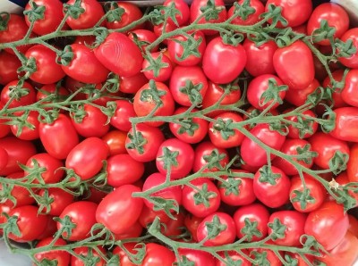 Foto Pomodoro Pixel Origine Italia Marchio M tre  2