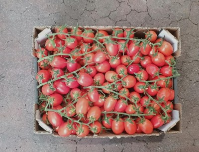 Foto Pomodoro Pixel Origine Italia Marchio Ok Il Sapore Giusto 3