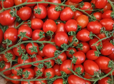 Foto Pomodoro Pixel Origine Italia Marchio Picone  2