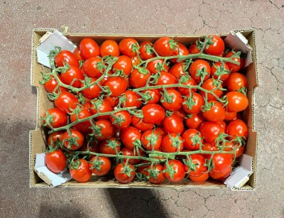 Foto Pomodoro Pixel Origine Italia Marchio Mangione      3