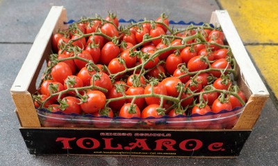 Foto Pomodoro Pixel Origine Italia Marchio Tolaro      1