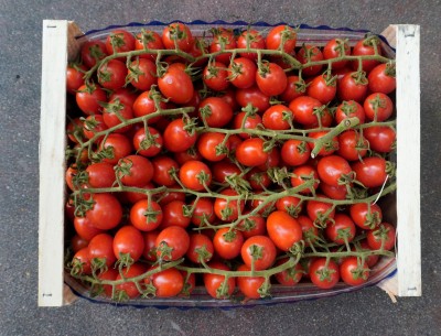 Foto Pomodoro Pixel Origine Italia Marchio Tolaro      3