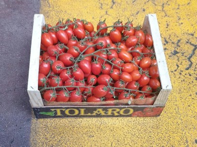 Foto Pomodoro Pixel Origine Italia   Marchio Tolaro      1