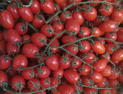 Foto Pomodoro Pixel Origine Italia   Marchio Tolaro      2