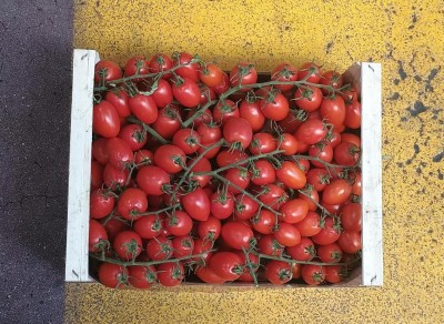 Foto Pomodoro Pixel Origine Italia   Marchio Tolaro      3