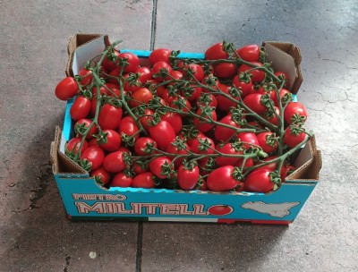 Foto Pomodoro Pixel Origine Italia Marchio Militello 1