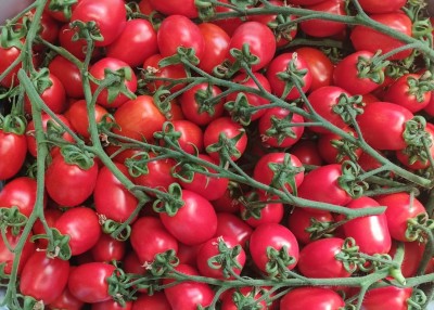 Foto Pomodoro Pixel Origine Italia Marchio Militello 2