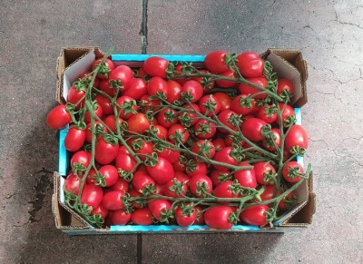 Foto Pomodoro Pixel Origine Italia Marchio Militello 3