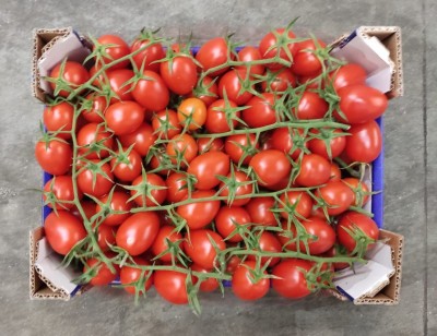 Foto Pomodoro Pixel Origine Italia Marchio Vittoria Verde 3