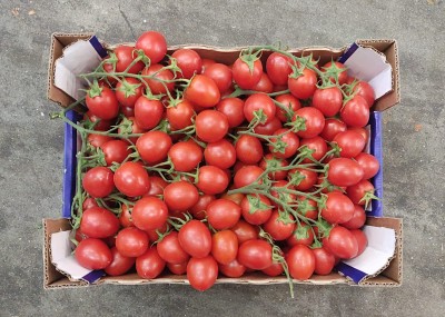 Foto Pomodoro Pixel Origine Italia Marchio Greco 3