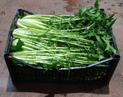 Foto Puntarelle Origine Italia Marchio Allocca  1