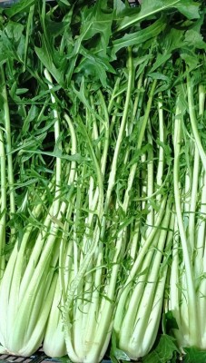 Foto Puntarelle Origine Italia Marchio Allocca  2