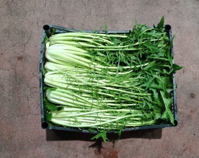 Foto Puntarelle Origine Italia Marchio Allocca  3