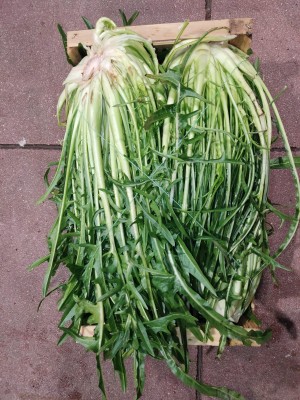 Foto Puntarelle Origine Italia Marchio Allocca 2