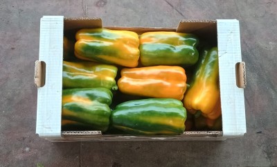Foto Peperoni Gialli Origine Italia Marchio Vittoria 3