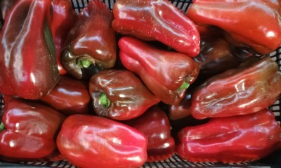 Foto Peperoni Rossi Origine Spagna Confezione in Plastica Marchio Agriroma  2