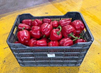 Foto Peperoni California Origine Spagna Marchio Agroejido 1