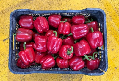 Foto Peperoni California Origine Spagna Marchio Agroejido 3