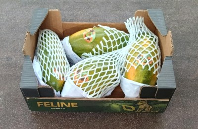Foto Papaya Calibro 4 Origine Brasile Marchio Feline 1