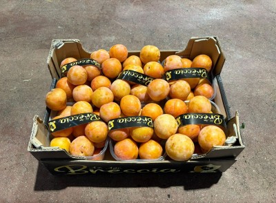 Foto Prugne Bianche Calibro 45+ Origine italia Marchio Brescia 1