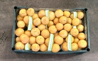 Foto Prugne Bianche Varietà Tc Sun Origine Italia Marchio Granata Marco   3