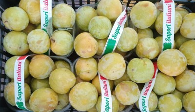 Foto Prugne Bianche Varietà T.c. Sun Origine Italia Marchio Pirozzi  2