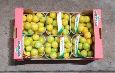Foto Prugne Bianche Origine Italia Marchio Agrintesa 3