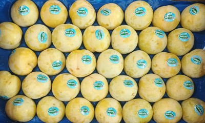 Foto Prugne Bianche Calibro 55/60 Origine Italia Marchio Valfrutta     2