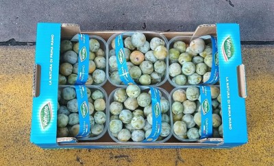 Foto Prugne Bianche Varietà Regina Claudia Calibro 30/35 Origine Italia Marchio Valfrutta 3