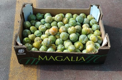 Foto Prugne Bianche Varietà Regina Claudia Calibro 38+ Origine Spagna Marchio MagLI  1