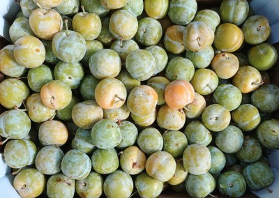 Foto Prugne Bianche Varietà Regina Claudia Calibro 38+ Origine Spagna Marchio MagLI  2
