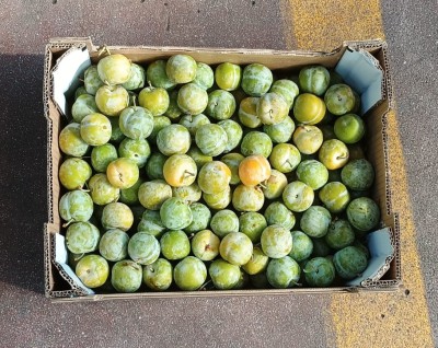 Foto Prugne Bianche Varietà Regina Claudia Calibro 38+ Origine Spagna Marchio MagLI  3