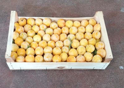 Foto Prugne Bianche Origine Italia Marchio Noviello 1