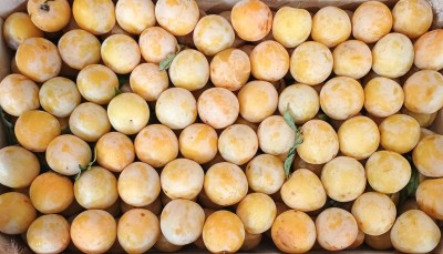 Foto Prugne Bianche Origine Italia Marchio Noviello 2