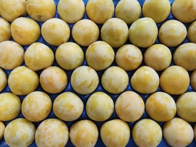 Foto Prugne Bianche Lavorazione in doppio Strato Origine Italia Marchio Frascogna 2