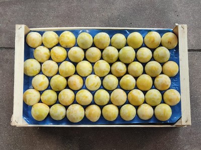Foto Prugne Bianche Lavorazione in doppio Strato Origine Italia Marchio Frascogna 3