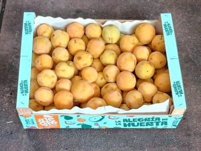 Foto Prugne Bianche Varietà Honey Moon Calibro 45+ Origine Spagna Marchio Alegroa De La Huerta  1