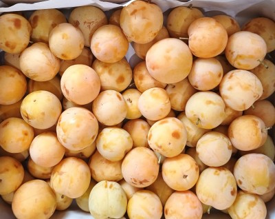 Foto Prugne Bianche Varietà Honey Moon Calibro 45+ Origine Spagna Marchio Alegroa De La Huerta  2