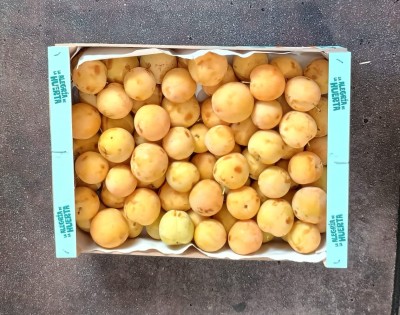 Foto Prugne Bianche Varietà Honey Moon Calibro 45+ Origine Spagna Marchio Alegroa De La Huerta  3