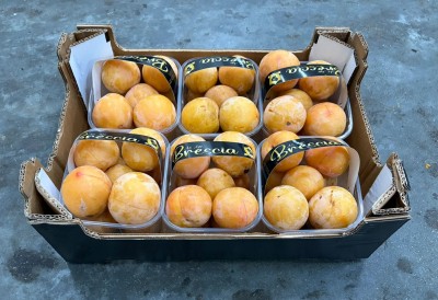 Foto Prugne Bianche Varietà Tc Sun Calibro 50+ Origine Italia Marchio Brescia 1